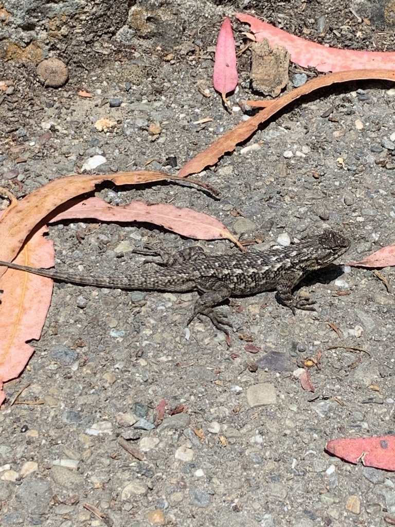 Western fence lizard from tilden nature area orinda ca us on july 21