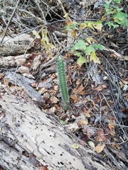 Acanthocereus oaxacensis