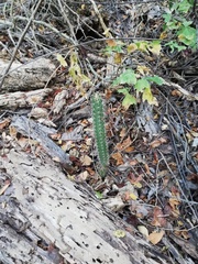Acanthocereus oaxacensis
