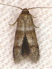 Blastobasis pulchella