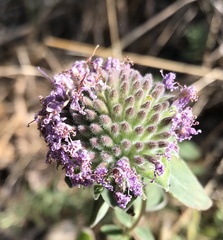 Monardella villosa ssp. villosa