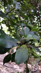 Planchonella costata