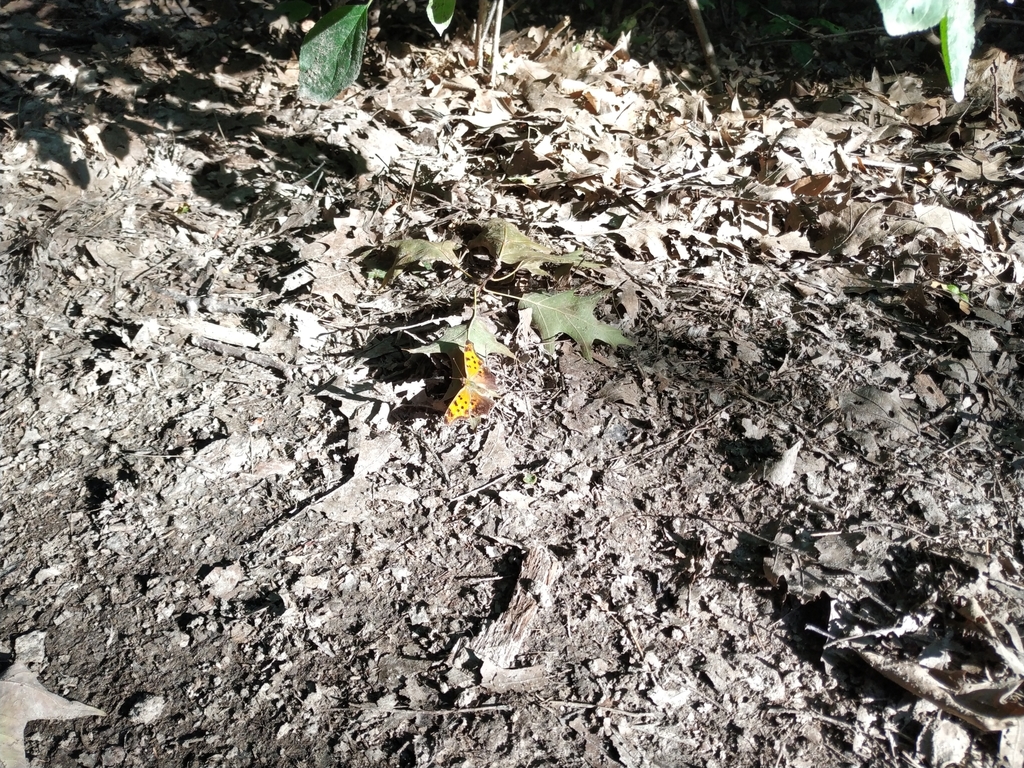 Eastern Comma from Lansing, Toronto, ON, Canada on July 21, 2023 at 06: ...