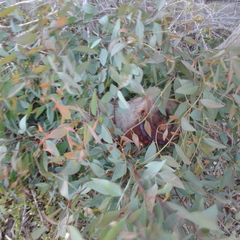 Eucalyptus microcarpa