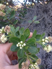 Baccharis macrantha