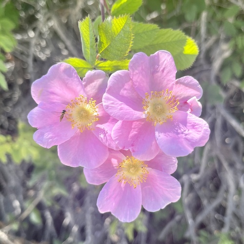 iNaturalist observation photo of California Wild Rose
