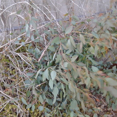 Eucalyptus microcarpa