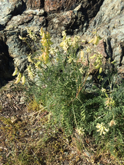 Astragalus curtipes