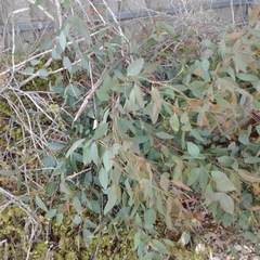 Eucalyptus microcarpa