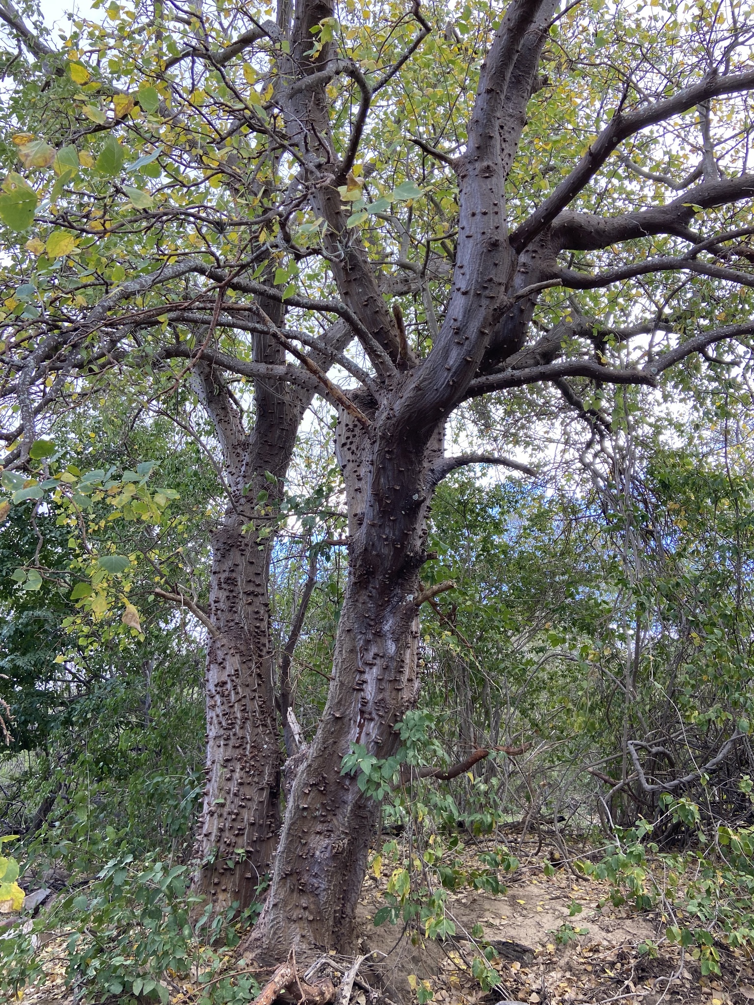 Erythrina velutina