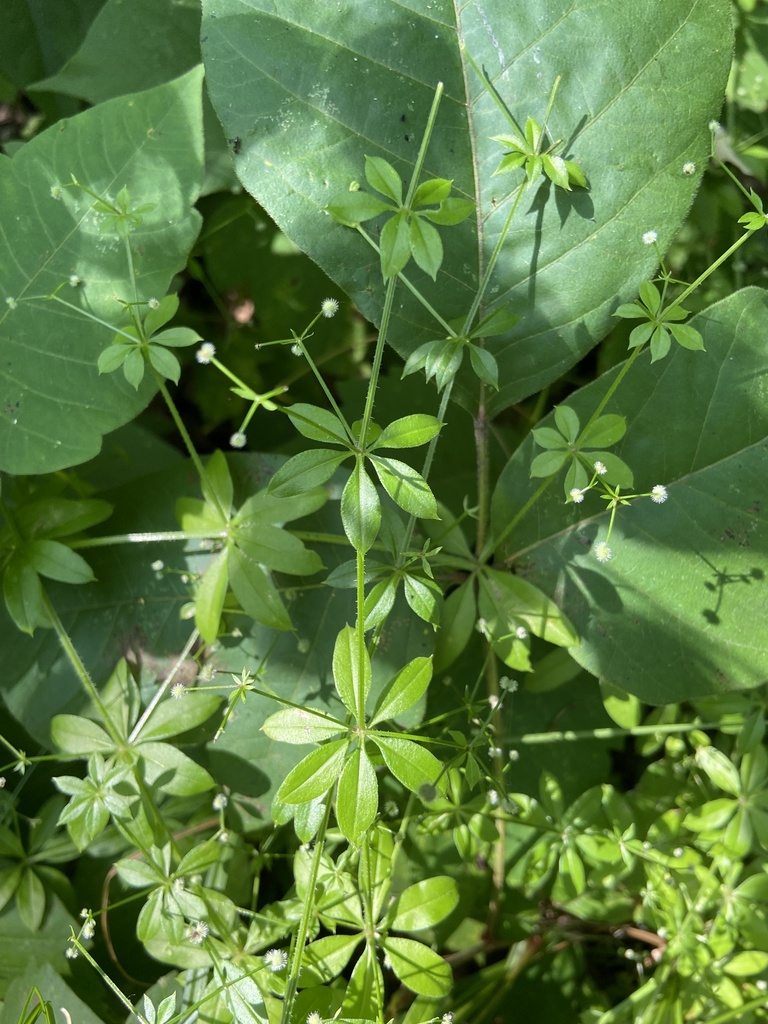 Fragrant Bedstraw From Cook County Busse Woods Forest Preserve Elk fragrant-bedstraw-from-cook-county-busse-woods-forest-preserve-elk