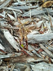 Gastrodia molloyi