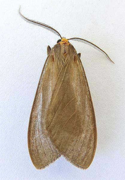 Opharus muricolor