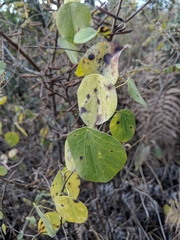 Menispermaceae