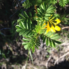 Tagetes zypaquirensis