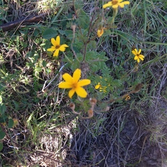 Tagetes zypaquirensis