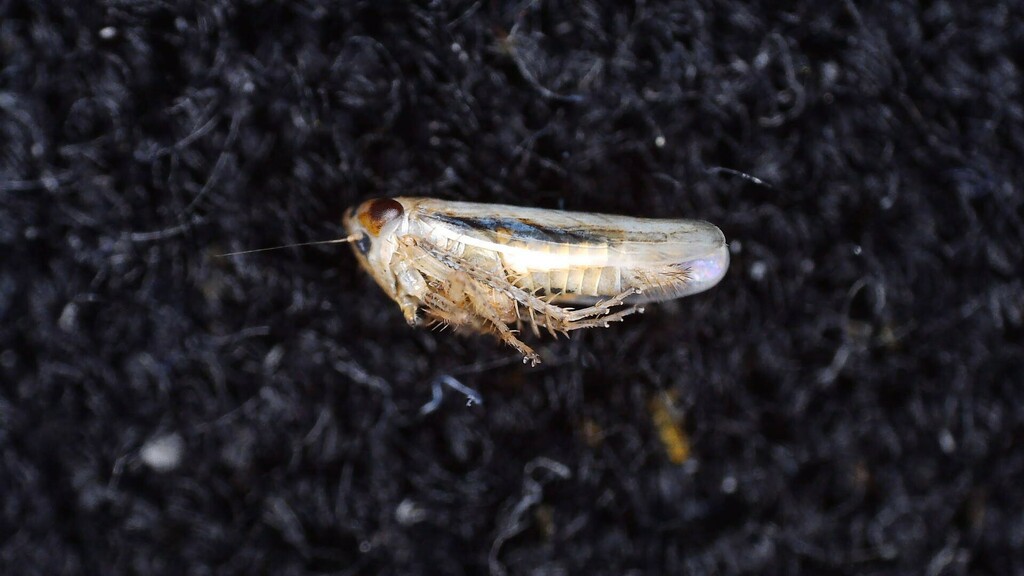 Rhopalopyx preyssleri