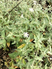 Stellaria vestita