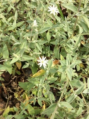 Stellaria vestita