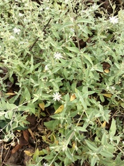 Stellaria vestita