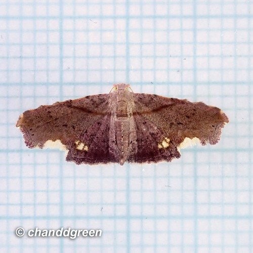Niaccaba sumptualis