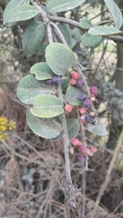 Xylosma spiculifera