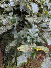 Quercus semecarpifolia