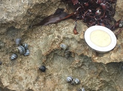 Echinolittorina ziczac
