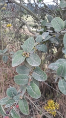 Xylosma spiculifera