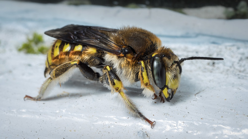 European Woolcarder Bee, photo 5 of 10