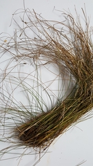 Eleocharis tuberculosa