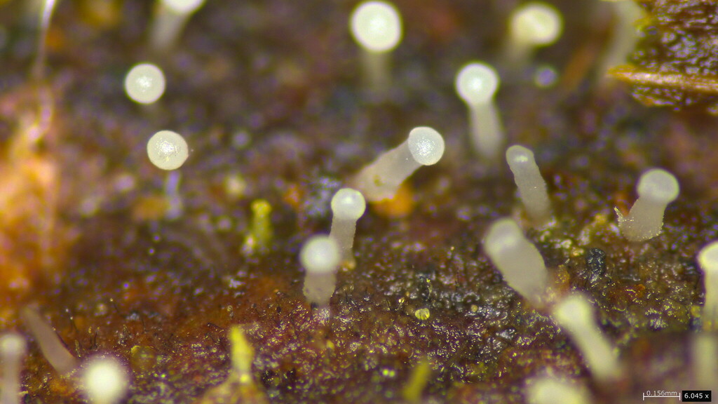 Gloeosynnema ochroleucum