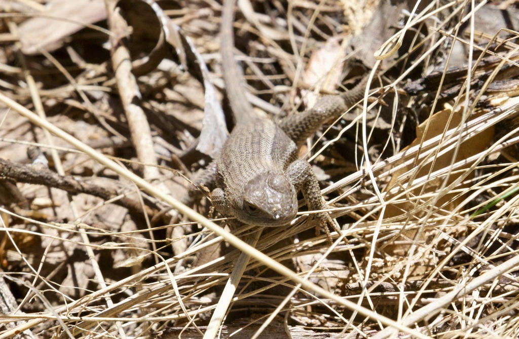 April Lizard Striped Plateau Lizard in April 2023 by Dan Sandri · iNaturalist