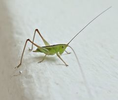 Conocephalus longipes