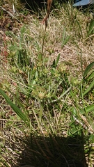 Chaerophyllum eriopodum