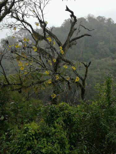 Handroanthus lapacho, photograph 6