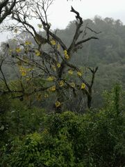 Handroanthus lapacho, photograph (c) aacocucci, some rights reserved (CC BY)