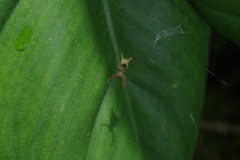 Micrathena anchicaya