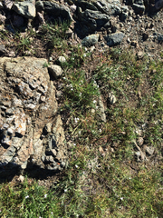 Plagiobothrys nothofulvus