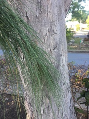 Casuarina equisetifolia