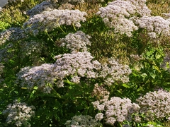 Daucus decipiens image