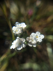 Plagiobothrys nothofulvus