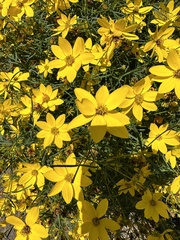 Gyrophyllum verticillatum (Gyrophyllum verticillatum)