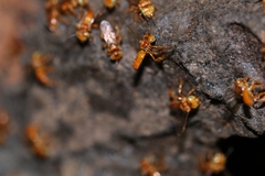 Oxytrigona mellicolor