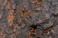 Oxytrigona mellicolor