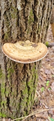 Ganoderma applanatum image