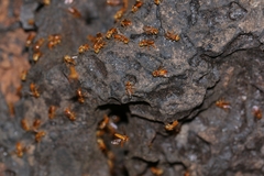 Oxytrigona mellicolor