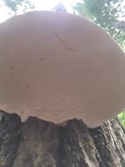 Ganoderma applanatum image