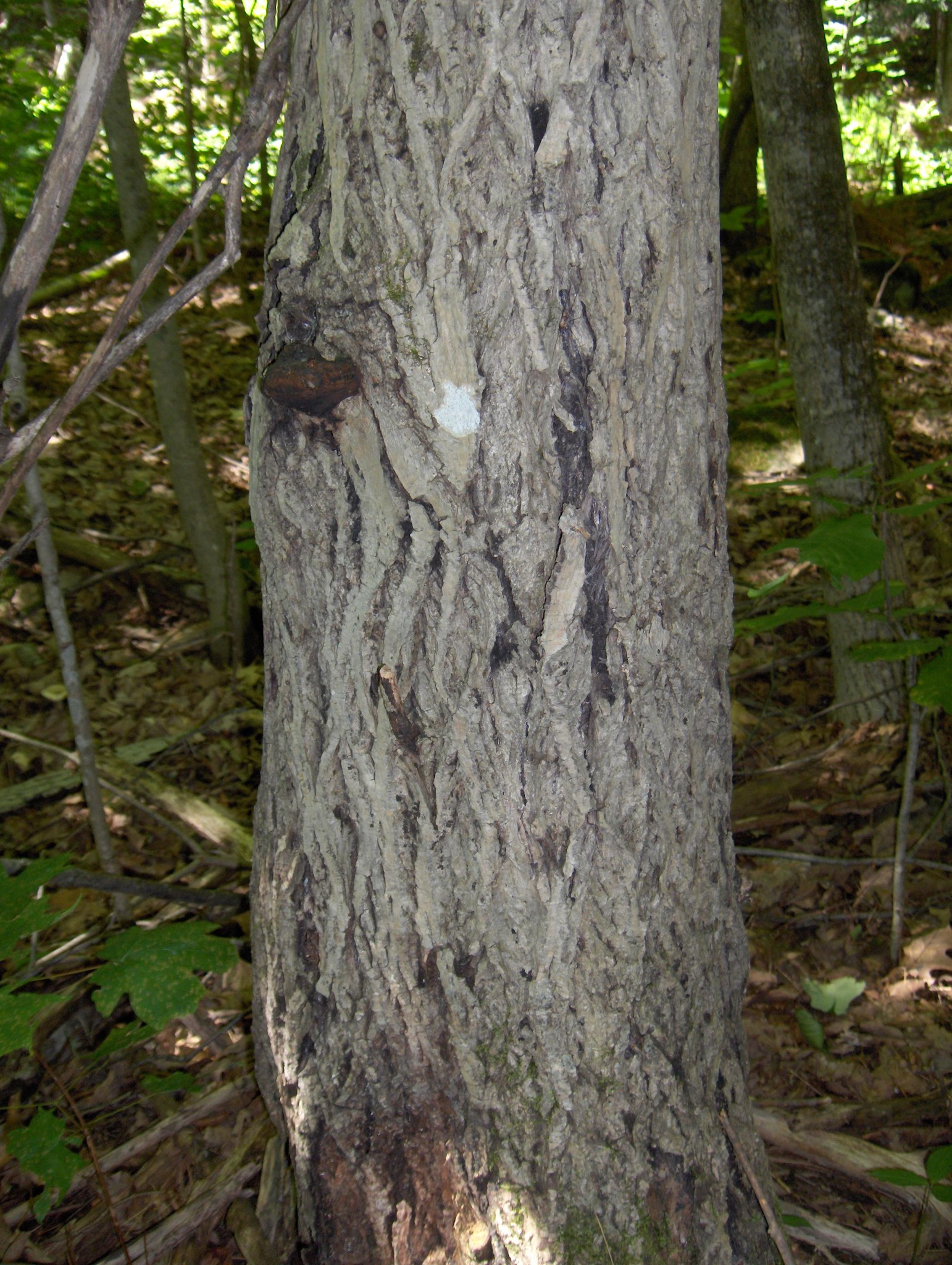 Sirococcus clavigignenti-juglandacearum image