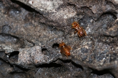 Oxytrigona mellicolor